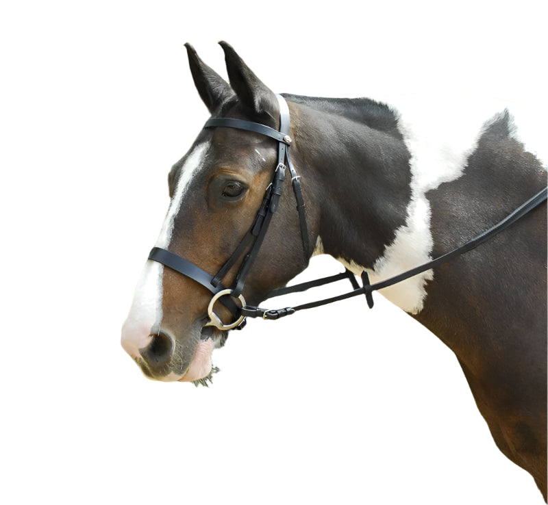 Exercise Bridle