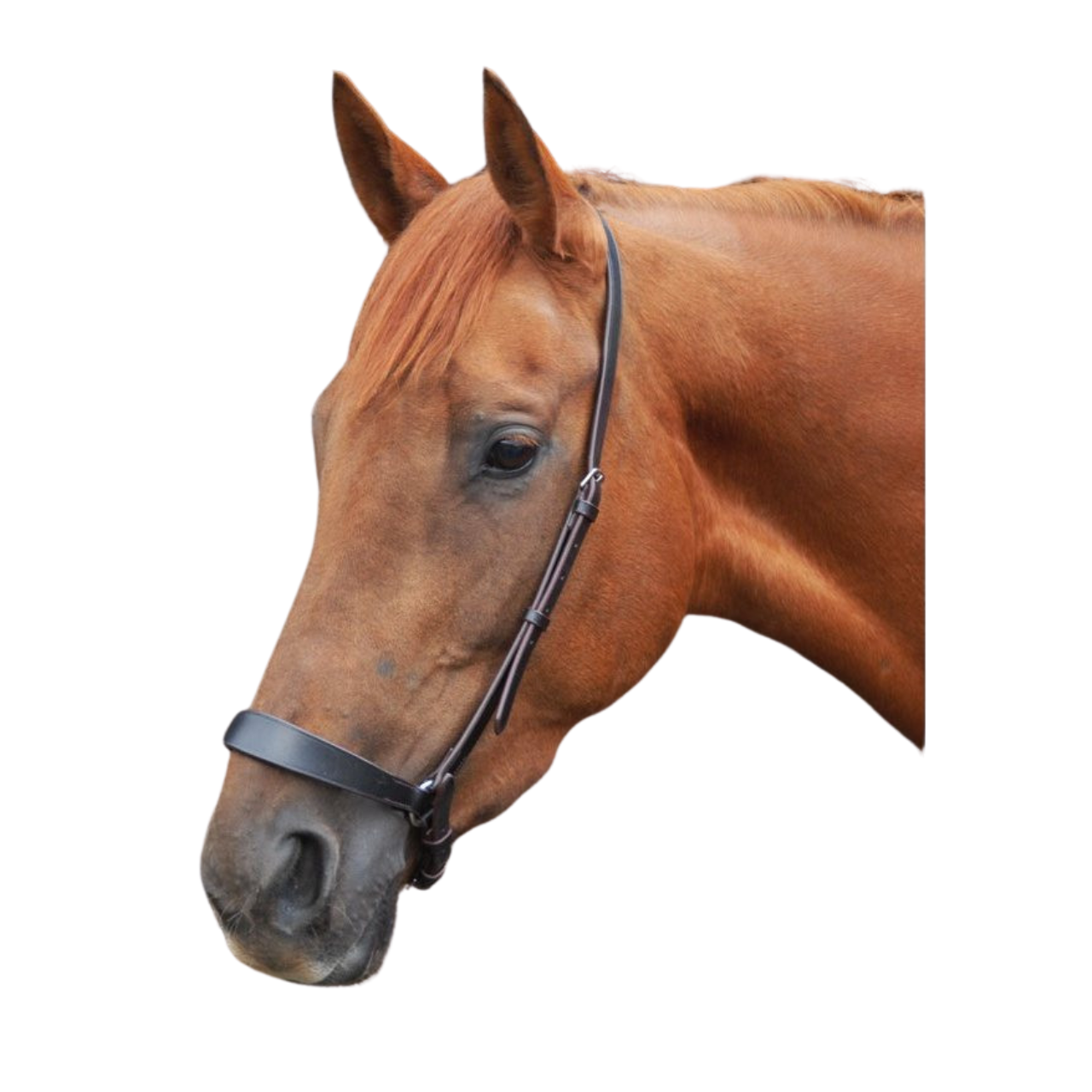 Polo Chukka Bridle
