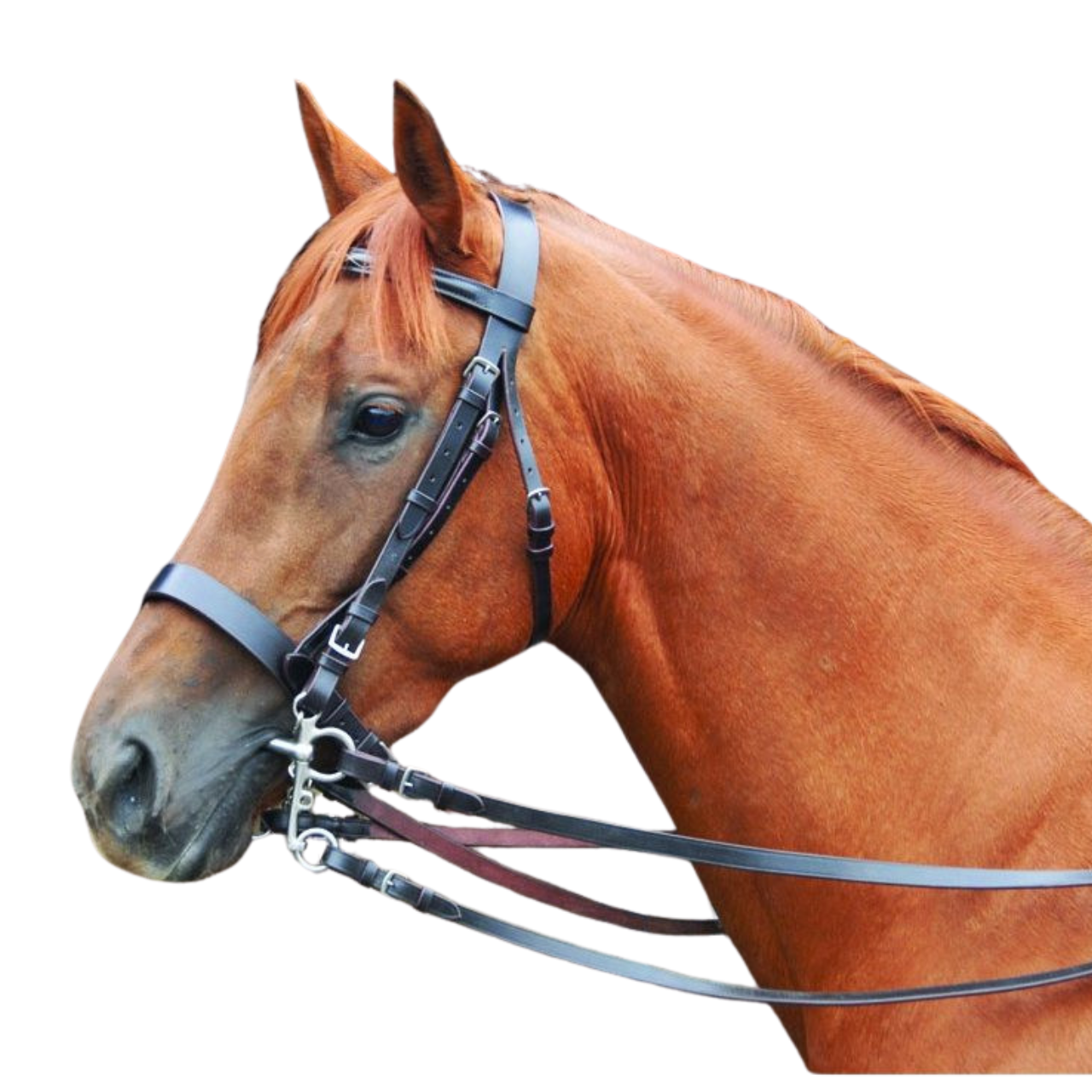 Polo Chukka Bridle