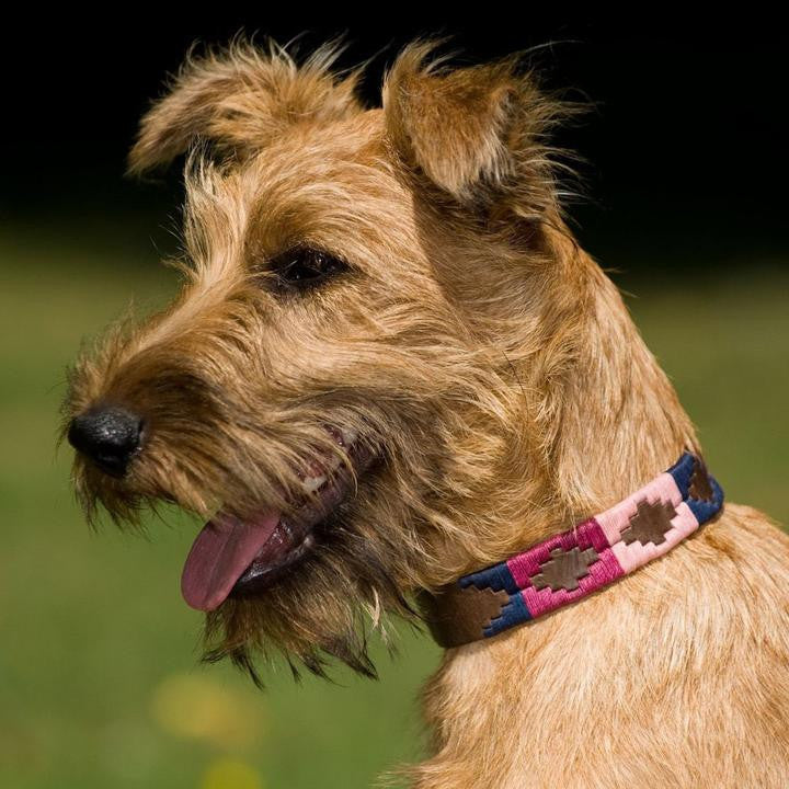 Collar para perro azul marino, rosa y baya (talla pequeña solamente, de 12 a 15 pulgadas)