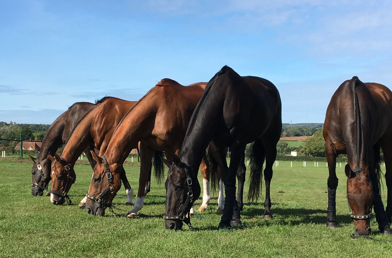 Essential Polo Equipment for Hot Weather